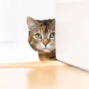 7 Penyebab Mata Kucing Berair