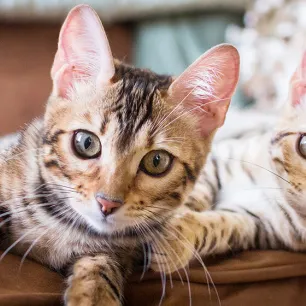 Two cats staring