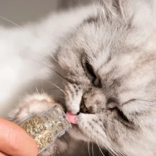 Catnip Itu Apa? Simak Cara Pakainya untuk Kucing Kesayangan