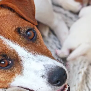Ciri Ciri Anjing Melahirkan & Cara Membantunya