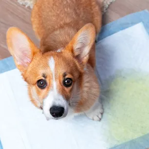 Ciri Ciri Infeksi Saluran Kencing pada Anjing