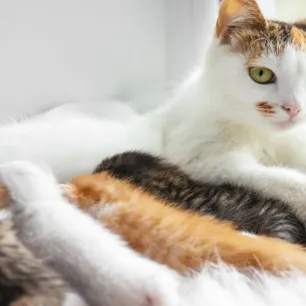 Makanan yang Dibutuhkan untuk Pertumbuhan Anak Kucing 