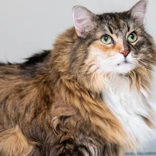 Bahaya dan Resiko Kelebihan Berat Badan Pada Kucing