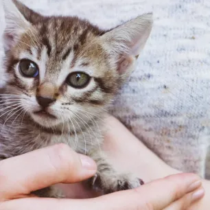 Apa Makanan Kucing Umur 1 Bulan yang Paling Tepat?