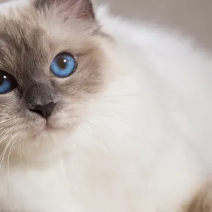 Kandungan Makanan Kucing yang Bagus untuk Perawatan Rambut