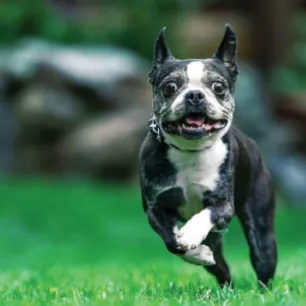Dog running outdoors