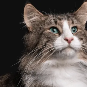 Ingin Rambut Kucing Lebat dan Berkilau? Ikuti 3 Tips Berikut!