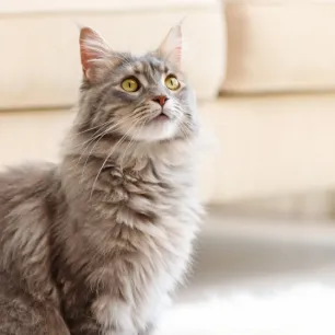 4 Tips Mengatasi Kucing Tidak Mau Makan