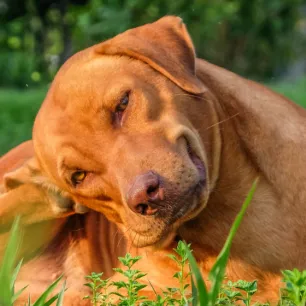 4 Cara Mudah Menghilangkan Kutu Anjing