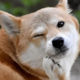 4 Cara Menghilangkan Jamur Pada Anjing