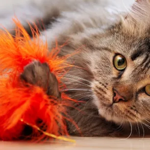3 Rekomendasi Mainan untuk Kucing Rumahan