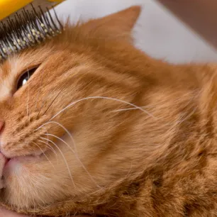 Brushing cat's hair