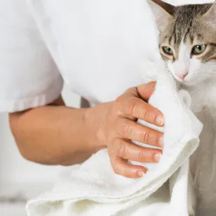Cat grooming