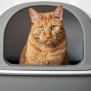 Cat in a carrier