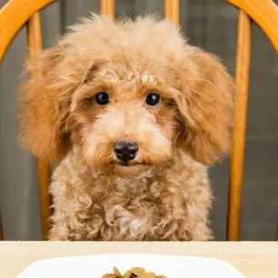 4 Tips Memilih Makanan Anjing untuk Si Picky Eater