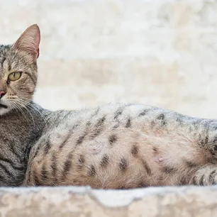 4 Fakta Penting Perawatan Kucing Hamil atau Bunting