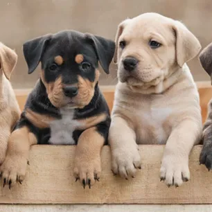 Tips Memotong Kuku Anjing