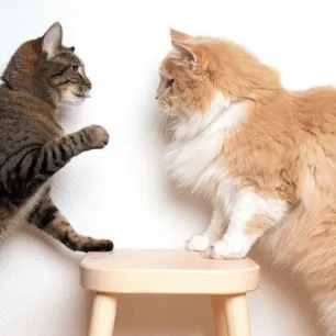 Cats playing
