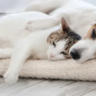 Dog sleeping in bed
