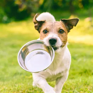 Berat Badan dan Kondisi Tubuh Anjing yang Sehat