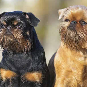 Dog breeds