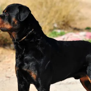 Dog outside