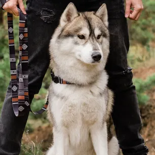 Dog standing outside