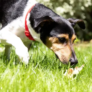 Anjing Sembelit? Semua yang Perlu Kamu Tahu Tentang Masalah Pencernaan Anjing