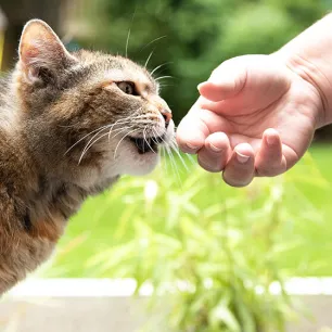 4 Kondisi Mengapa Kucing Mendengkur 