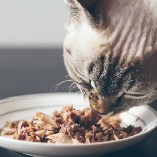 Fancy Feast: Makanan Favorit Kucing Sehari-Hari