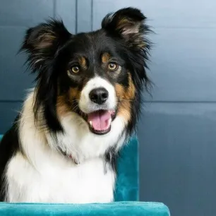 Find the Perfect Dog Name for the New Puppy in Your Life