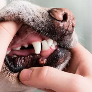 Gigi Anjing: Struktur dan JenisnyaGigi Anjing: Struktur dan Jenisnya
