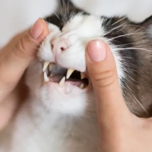Gigi Kucing Copot? Kenali Penyebab dan Cara Merawatnya