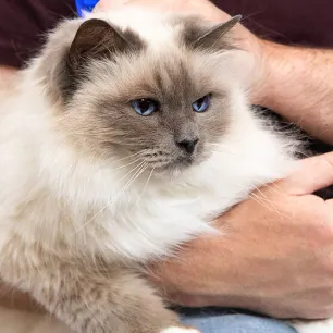 3 Cara Mengobati Kucing Luka Karena Berkelahi