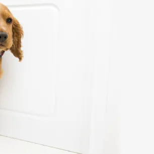 Grooming Your Puppy - All Your Questions Answered