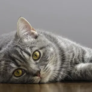 Hal yang Perlu Diketahui Tentang Steril Kucing