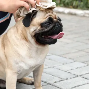 Heatstroke pada Anjing: Gejala, Pencegahan, dan Pertolongan Pertama yang Harus Anda Ketahui