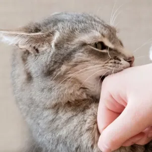 Hentikan Kebiasaan Kucing yang Suka Menggigit dengan 