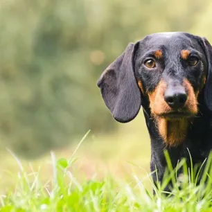 Hound Dogs Everything You Need to Know