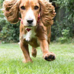 How to Exercise Your Puppy