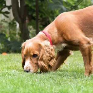 How to Start Scent Training for Puppies