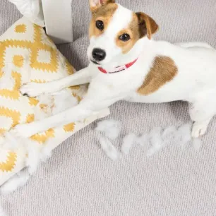 How to Stop Puppy Biting Mouthing and umping up