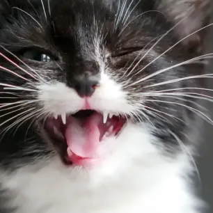 /artikel/kucing/kesehatan/gejala/gusi-sehat