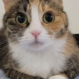 Temukan Nama Kucing Lucu Korea yang Unik dan Menggemaskan
