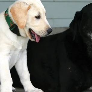 Introducing Your New Dog to a Cat or an Older Dog