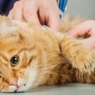 Ciri Ciri Kucing Keracunan : Jangan Panik!