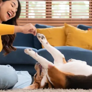 Kenali Berbagai Jenis Anjing Peliharaan: Mana yang Cocok untuk Anda?