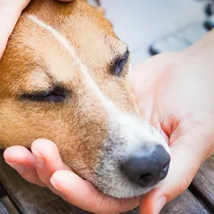 Kenali Leptospira pada Anjing