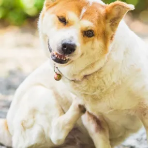 Kenali dan Atasi Penyakit Kulit Anjing Tips dan Trik yang Bisa Dilakukan