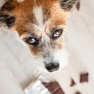 Kenapa Anjing Tidak Boleh Makan Coklat?